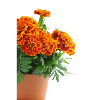 Fresh Marigold Flowers